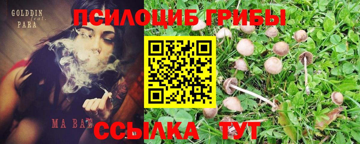 Псилоцибиновые грибы Psilocybe Клин
